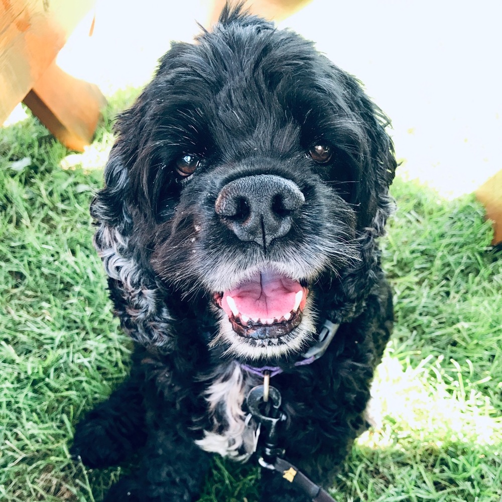 Meet your Posher, Alexa